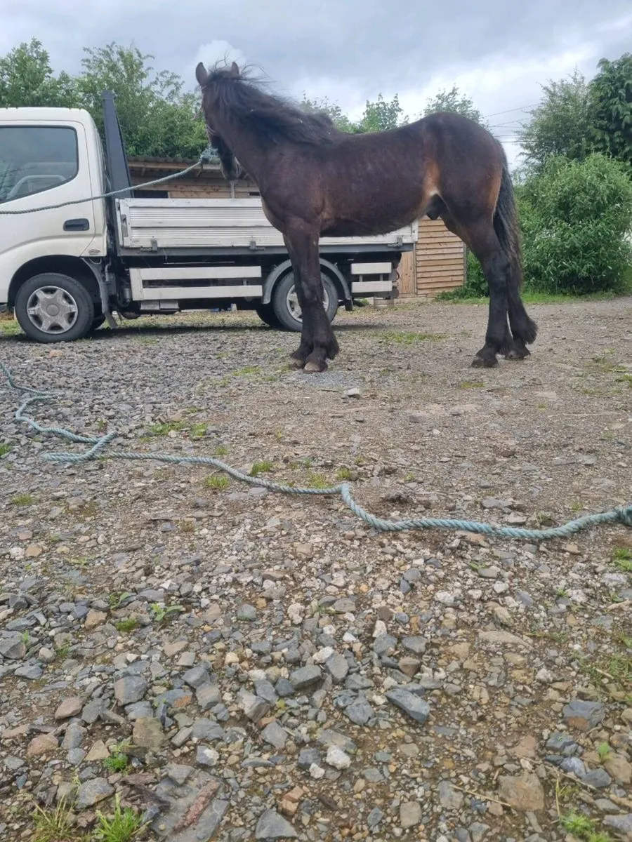 Horses - Image 1