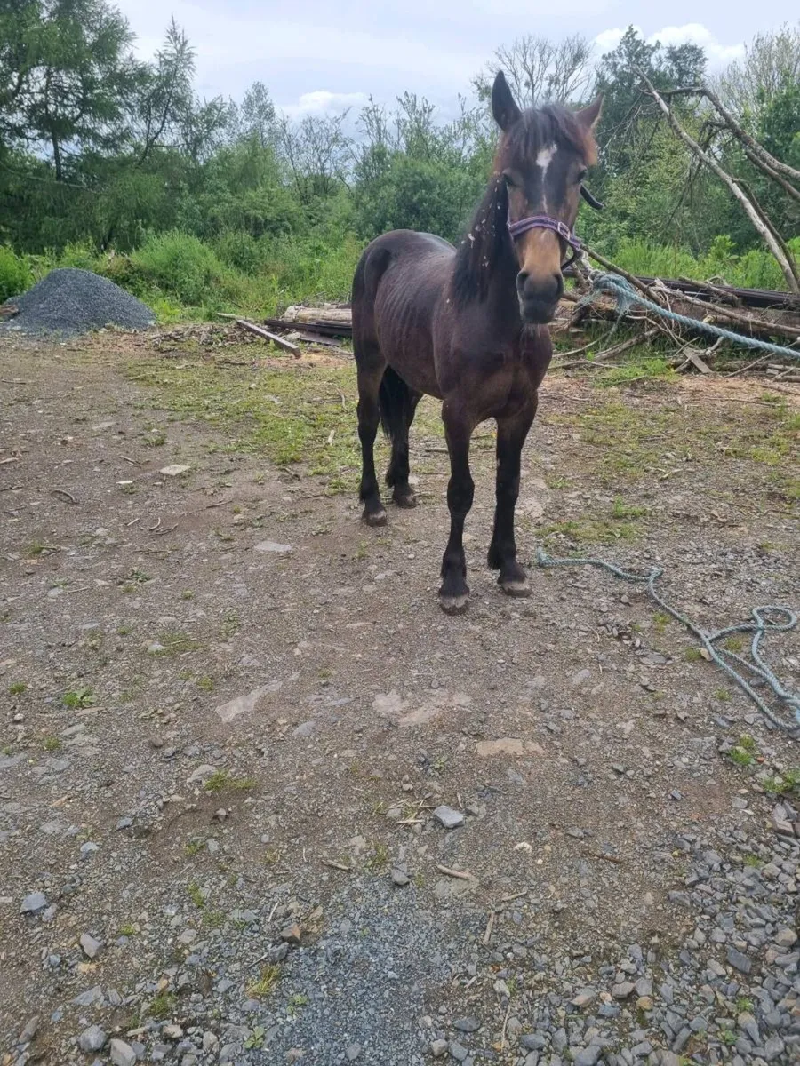 Horses - Image 2
