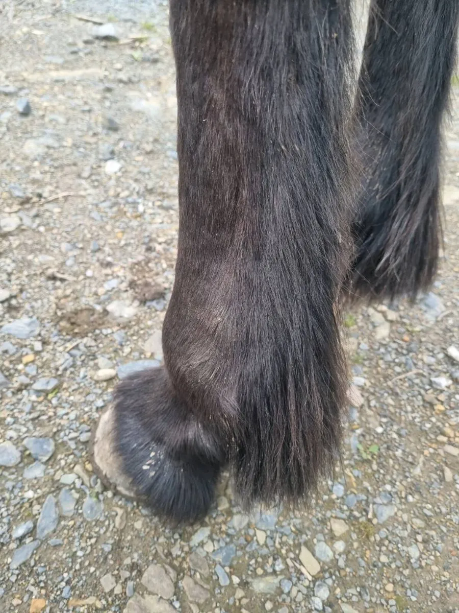 Horses - Image 3