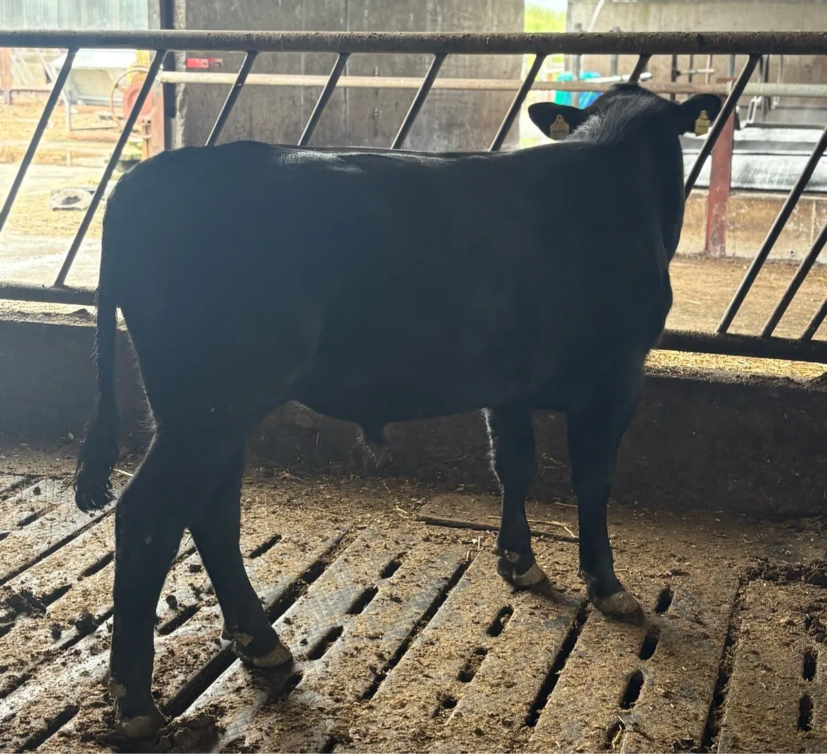 Aa bull purebred - Image 2