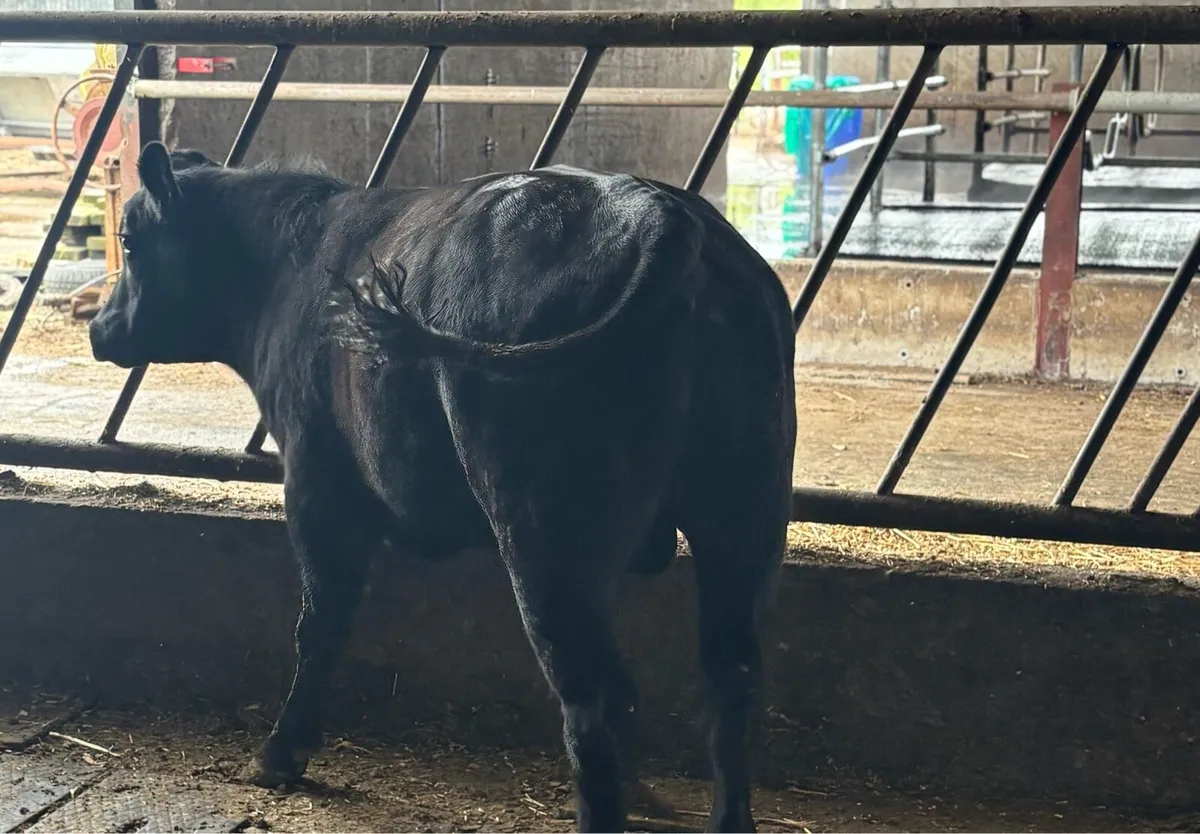 Aa bull purebred - Image 3