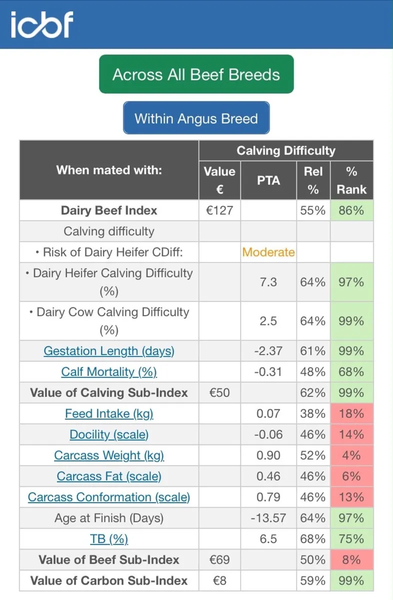 Aa bull purebred - Image 4