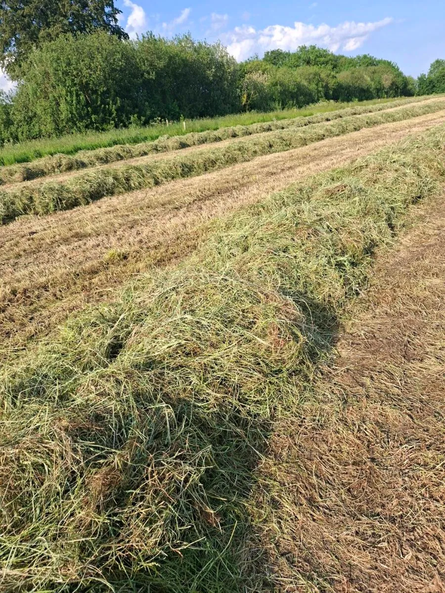 Silage Bales 2026 crop - Image 4