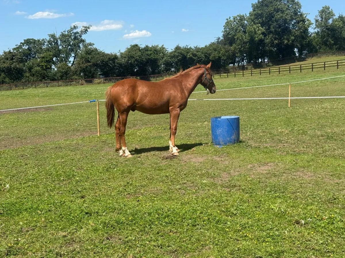 Irish sport horse - Image 3
