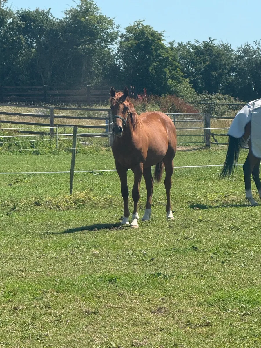 Irish sport horse - Image 4