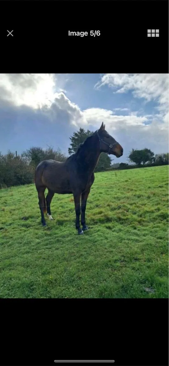 4 year old - Image 1