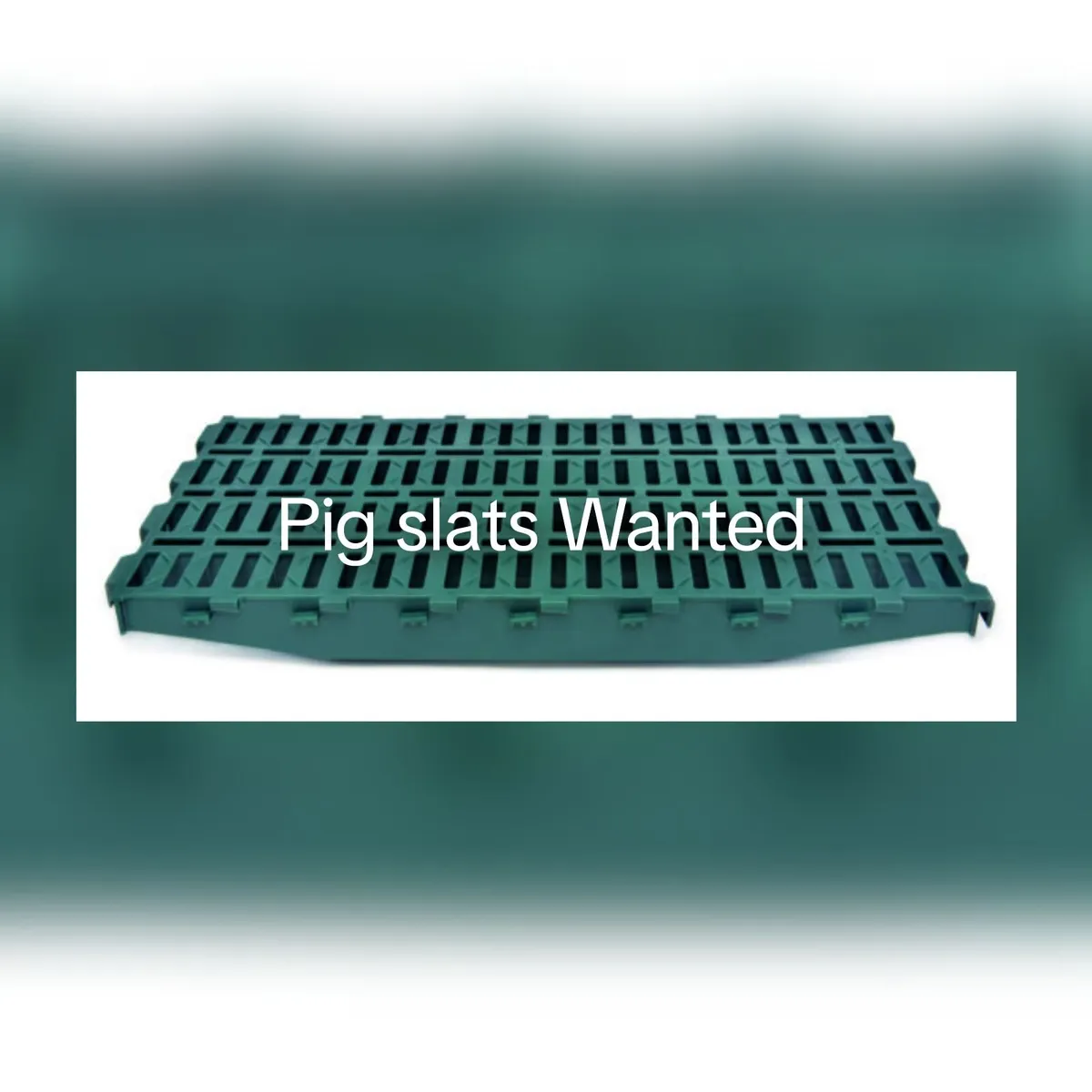 Pig Slats  Wanted - Image 1
