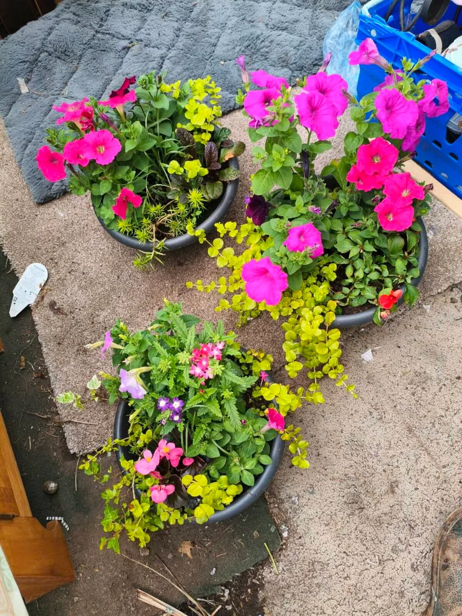 Plant pots,3 for 20 beautiful for grave ect - Image 1