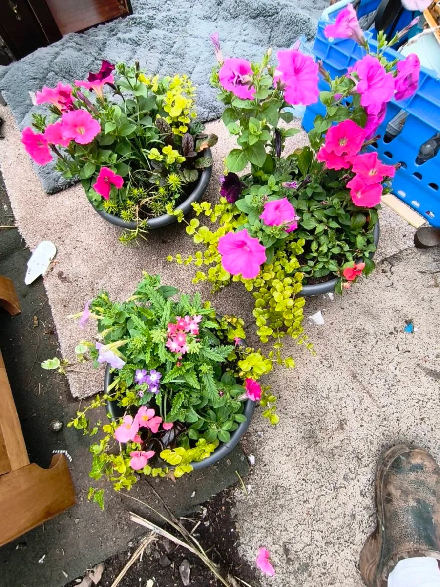 Plant pots,3 for 20 beautiful for grave ect - Image 2