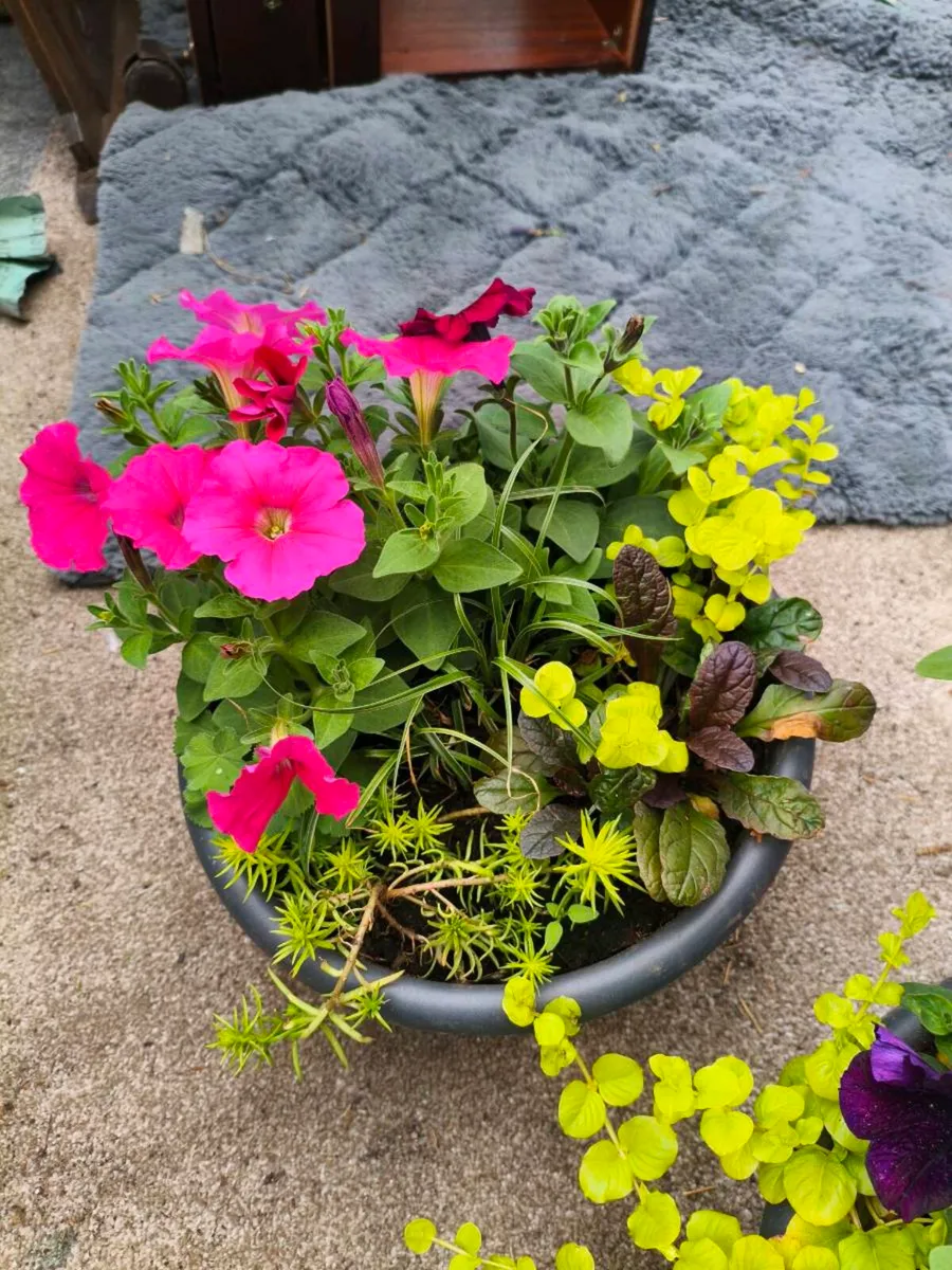 Plant pots,3 for 20 beautiful for grave ect - Image 3