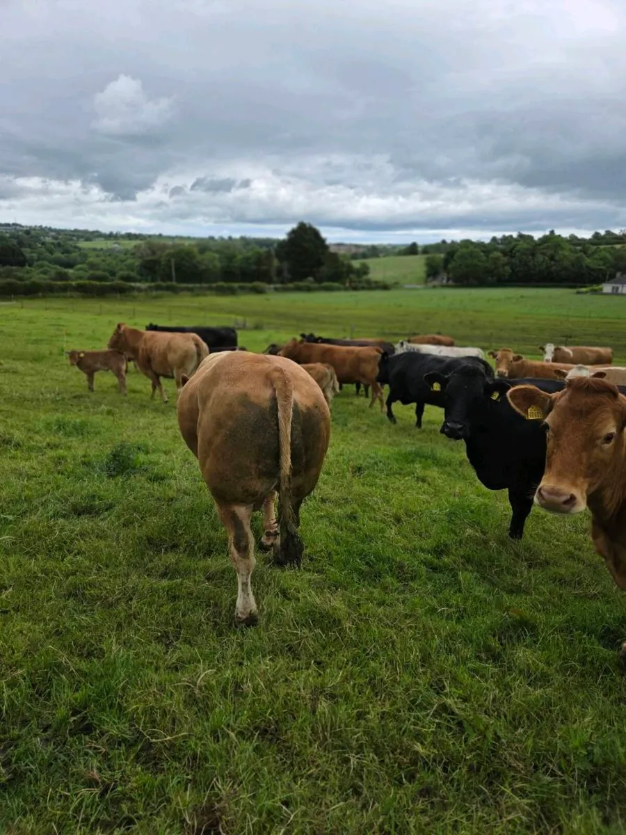 Mature 5 star Pedigree Limousin bull - Image 2