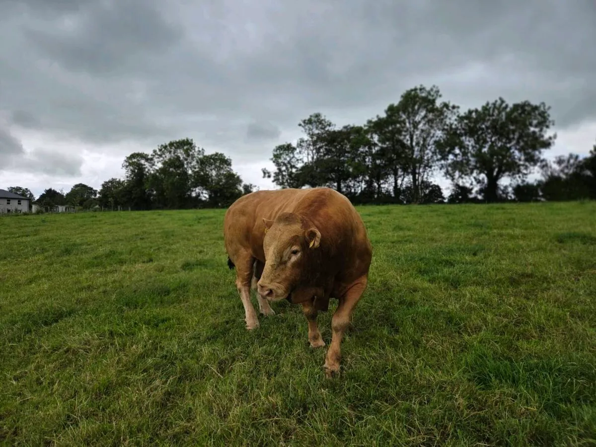 Mature 5 star Pedigree Limousin bull - Image 3