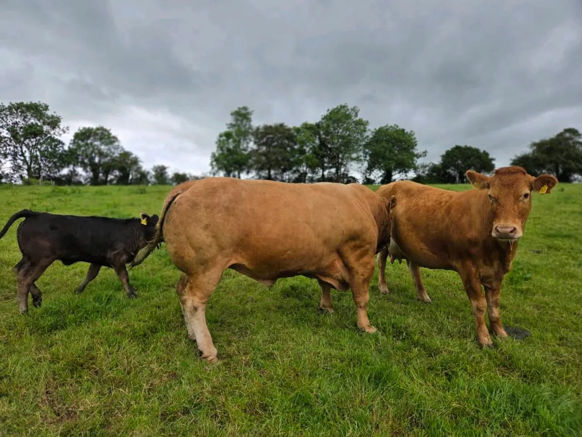 Mature 5 star Pedigree Limousin bull - Image 4