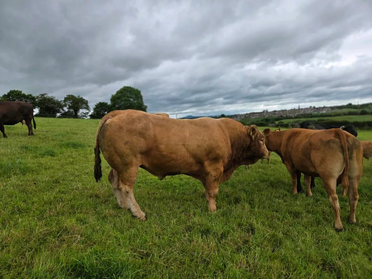 Mature 5 star Pedigree Limousin bull - Image 1