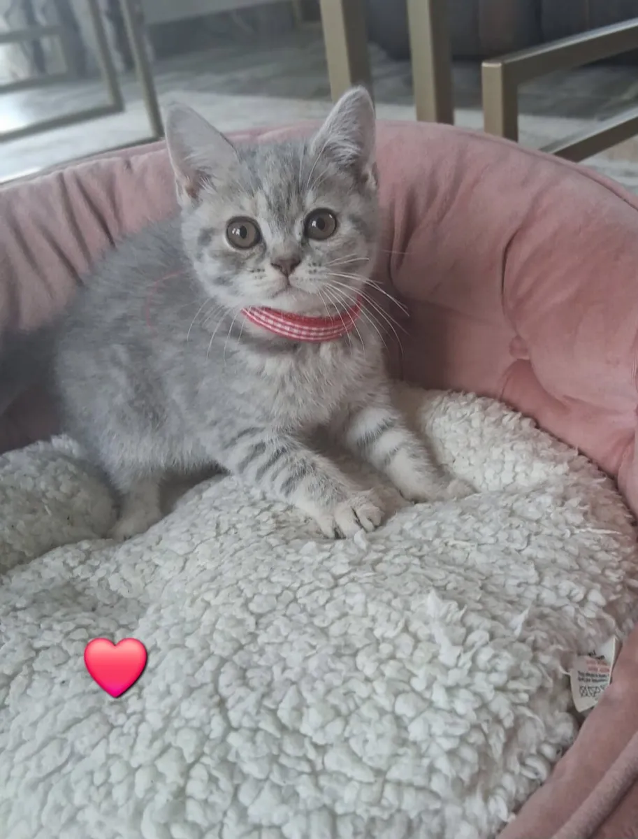 Pedigree British Shorthair - Image 4