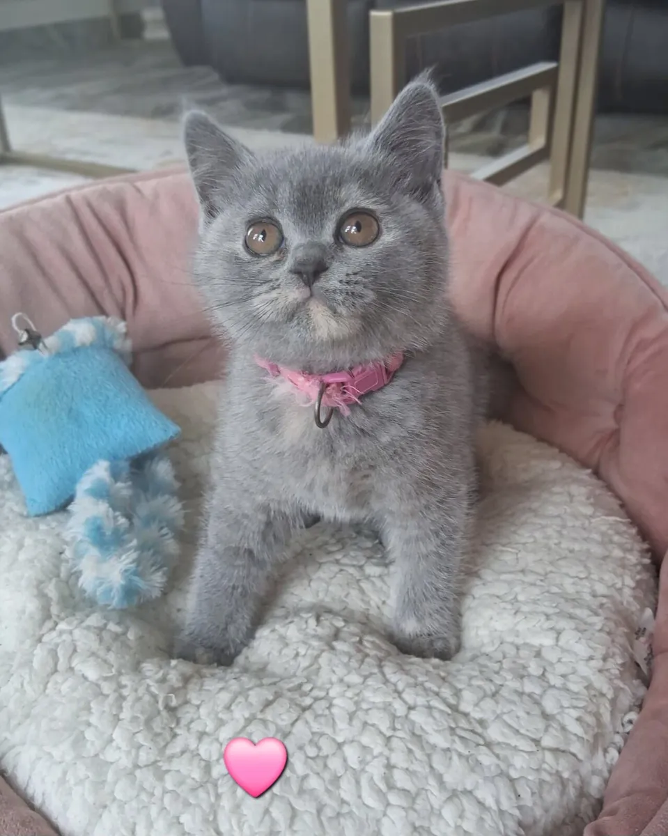 Pedigree British Shorthair - Image 1