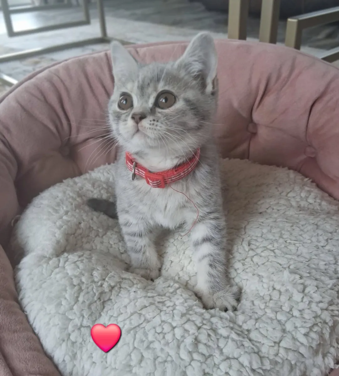 Pedigree British Shorthair - Image 3