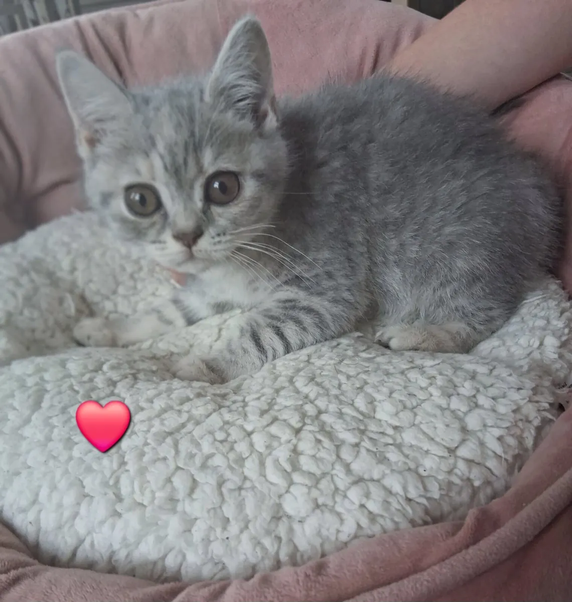 Pedigree British Shorthair - Image 2