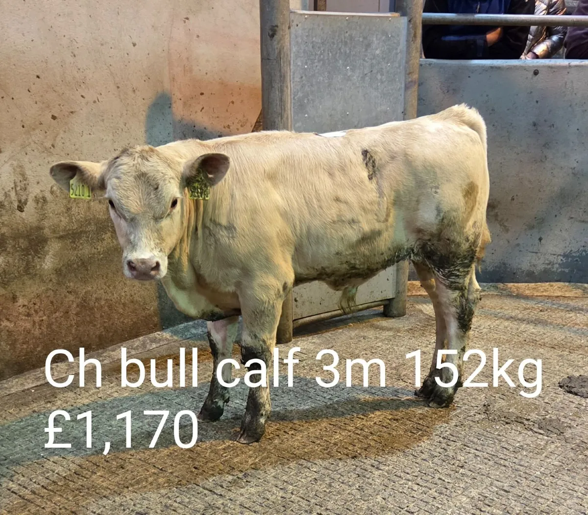 Calf Sale Market Report - Image 1