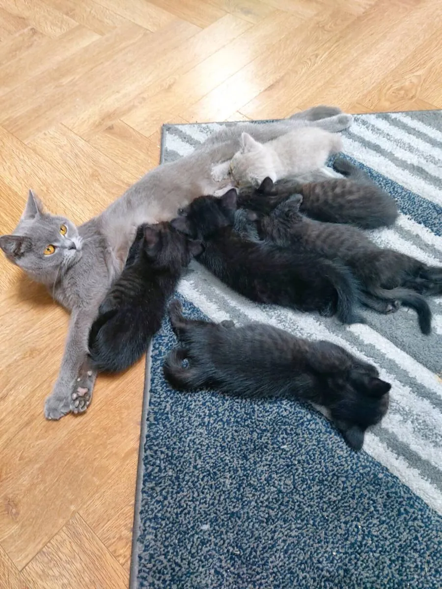 British short hair kittens - Image 1