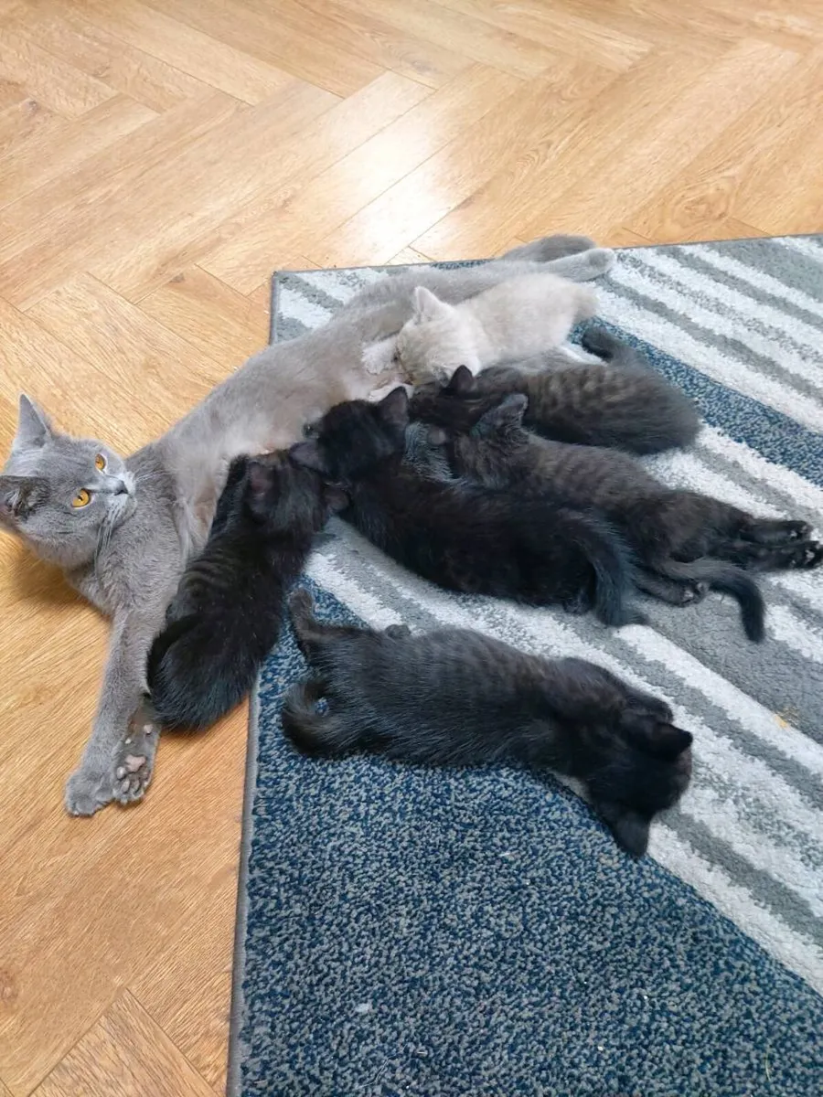 British short hair kittens - Image 2
