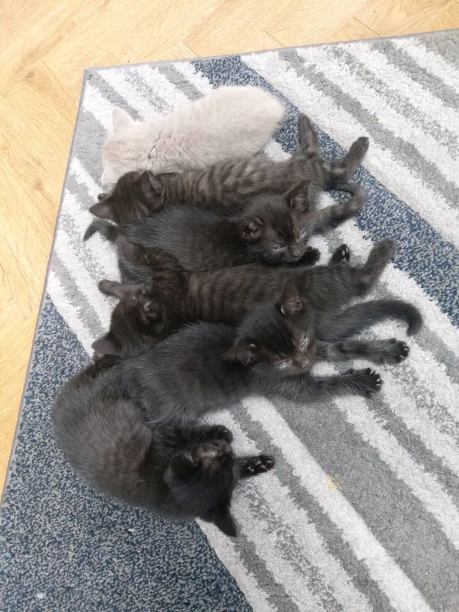 British short hair kittens - Image 3