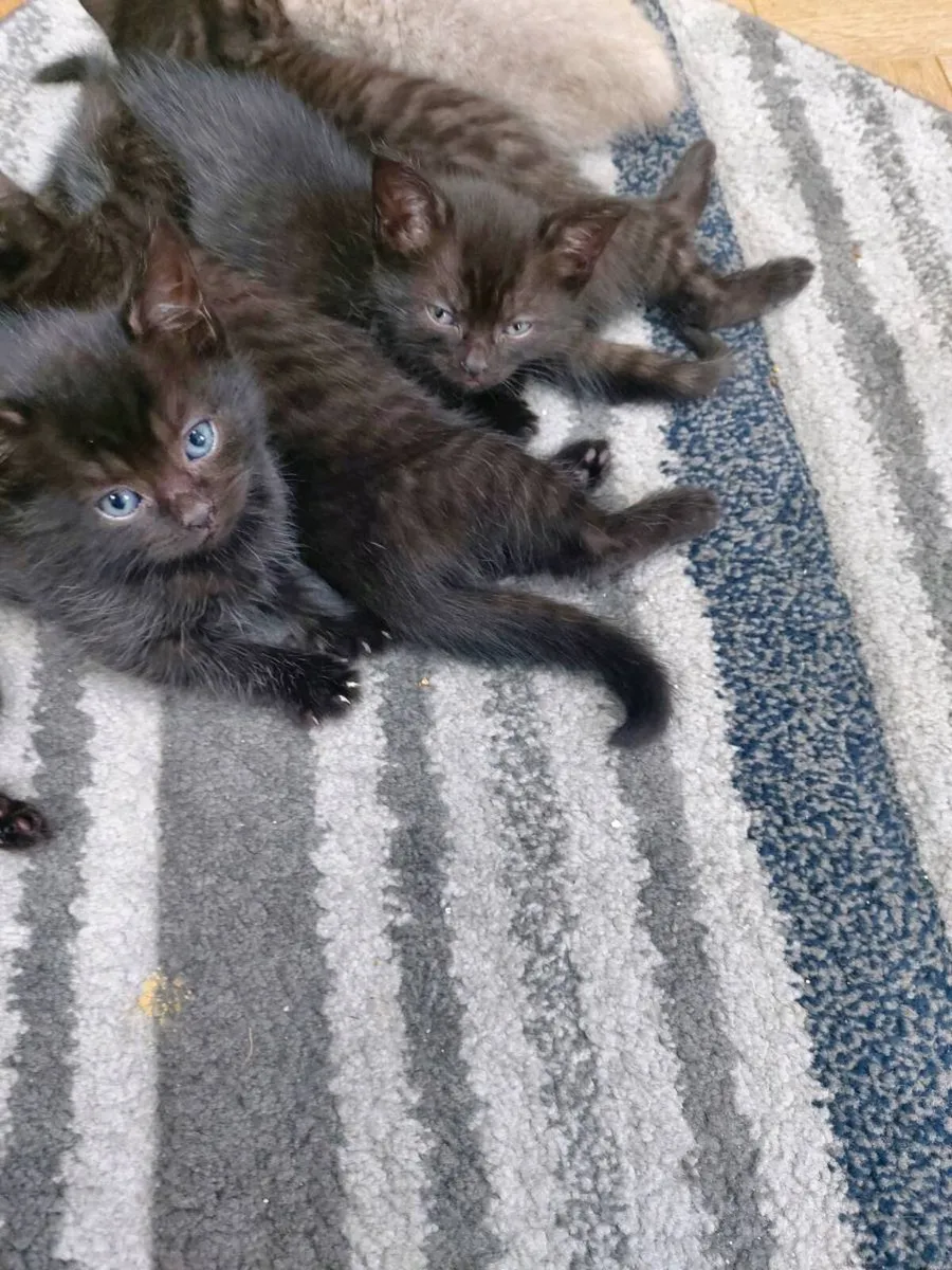 British short hair kittens - Image 4