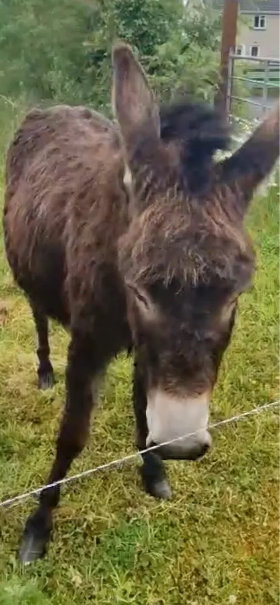 Mare Donkey - Image 1