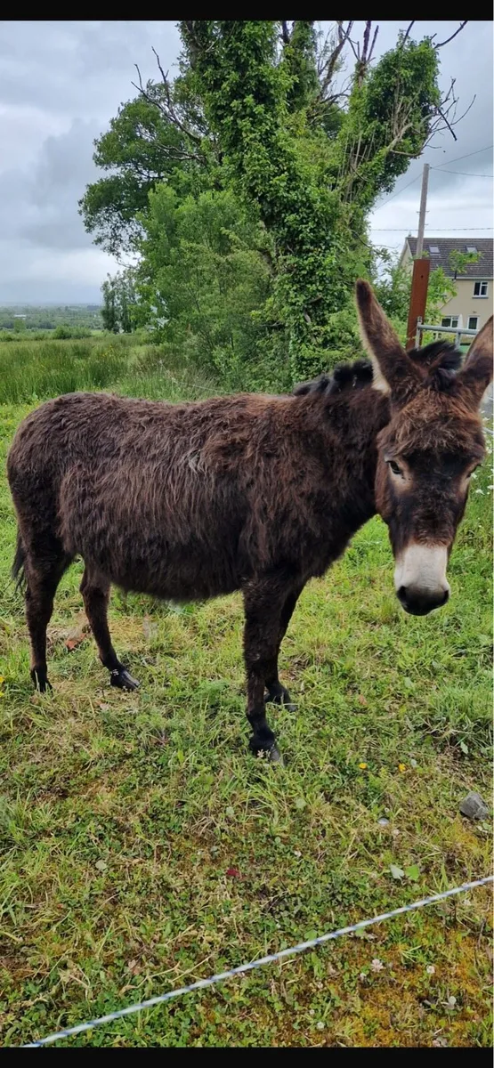 Mare Donkey - Image 2