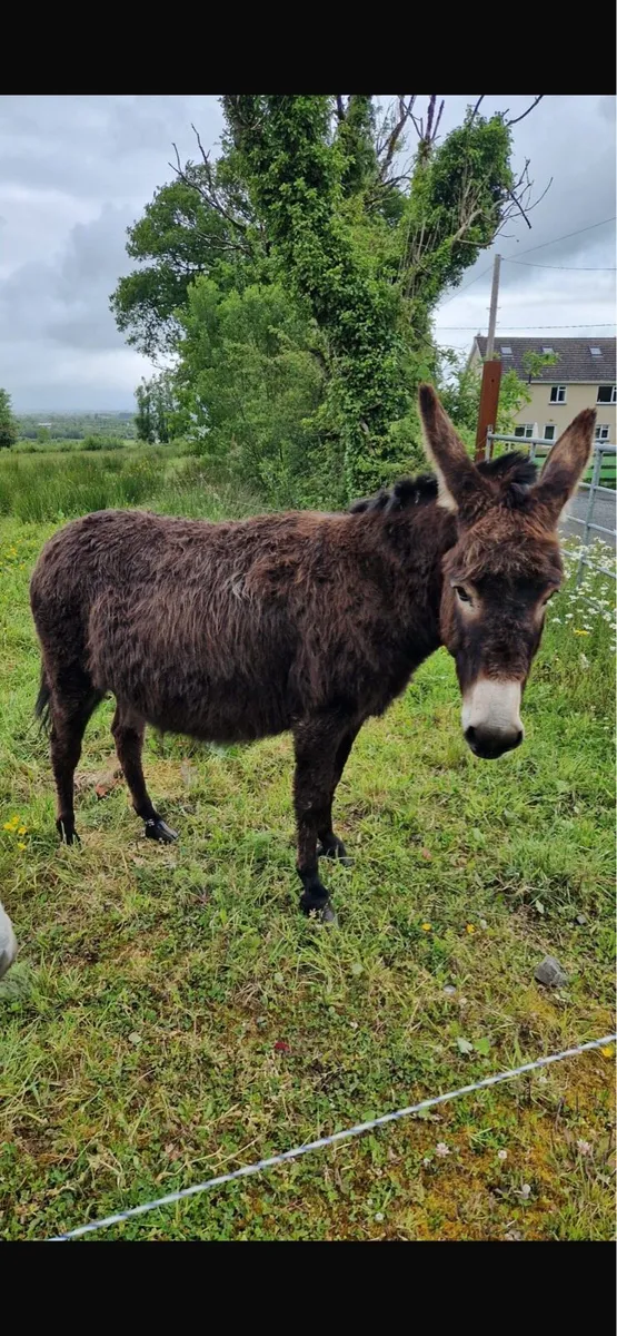 Mare Donkey - Image 3