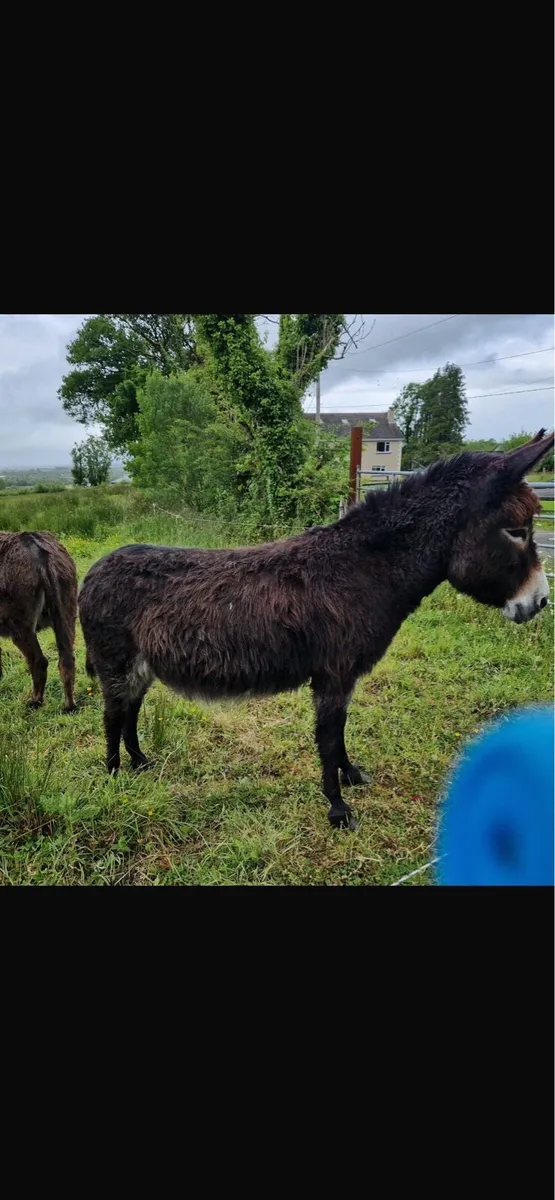 Mare Donkey - Image 4