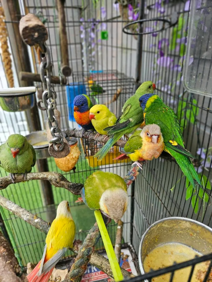 Birds for sale hand team - Image 1