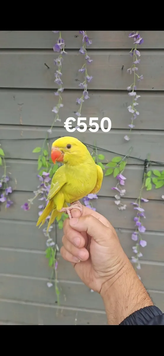 Birds for sale hand team - Image 2