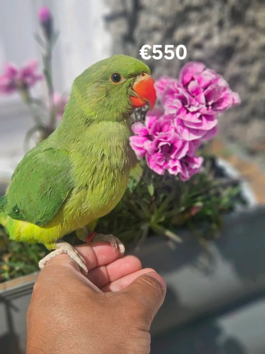 Birds for sale hand team - Image 4