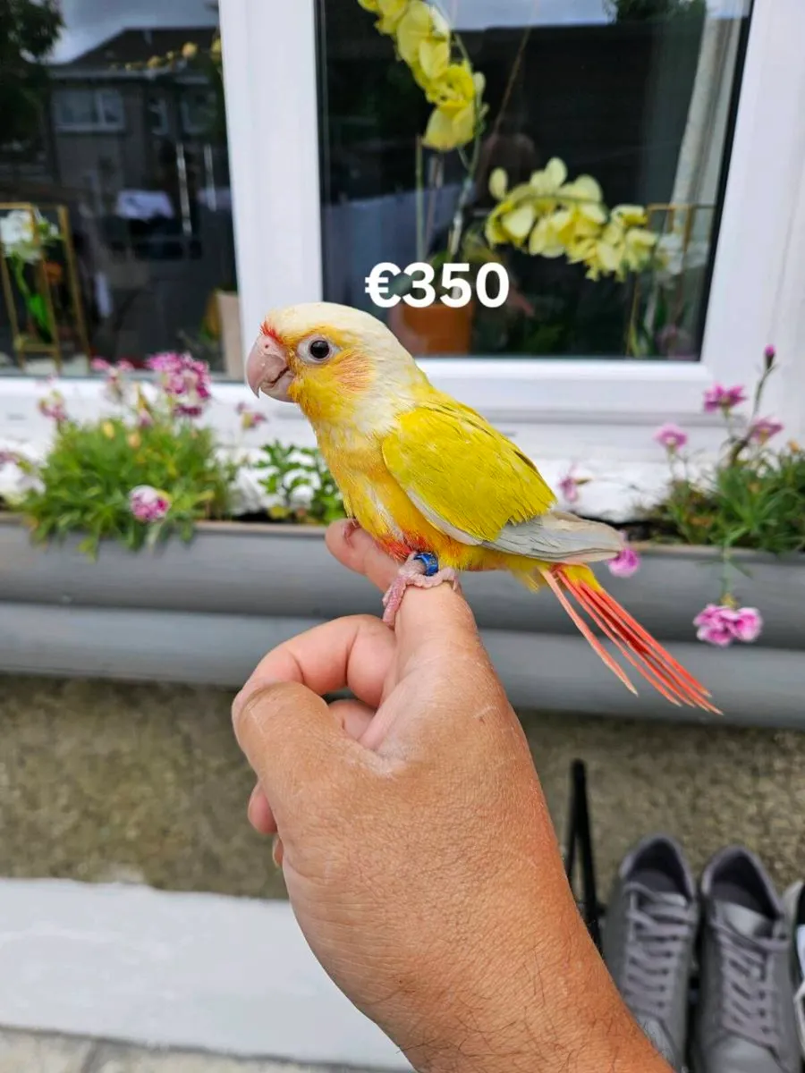 Birds for sale hand team - Image 4