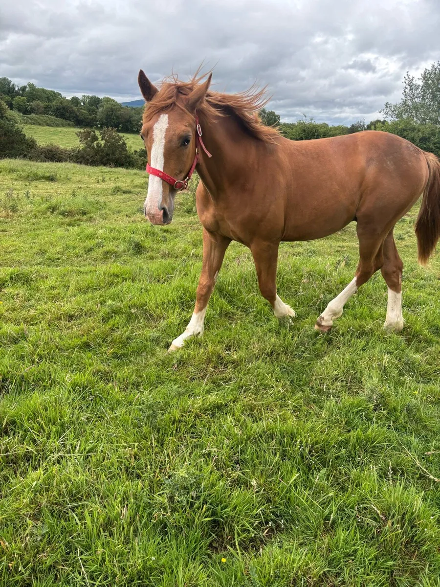 Irish draft colt - Image 1