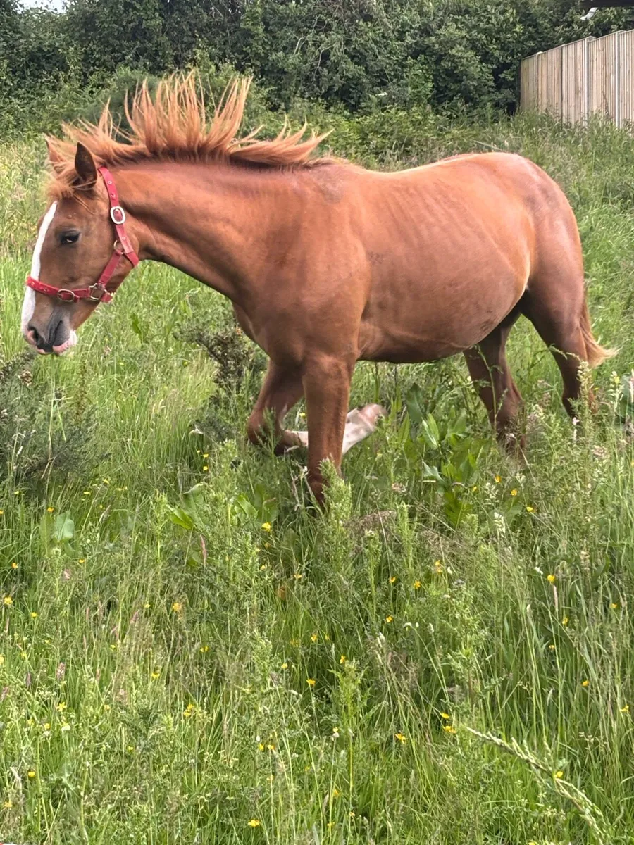 Irish draft colt - Image 2