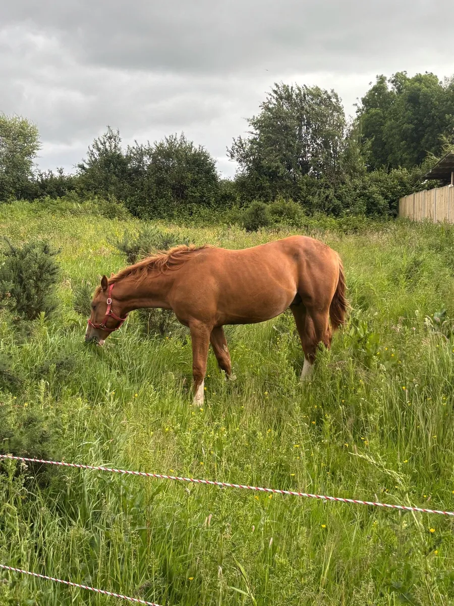 Irish draft colt - Image 3