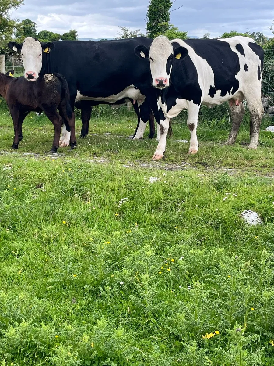 2 suckler cows + 2 calf’s - Image 1