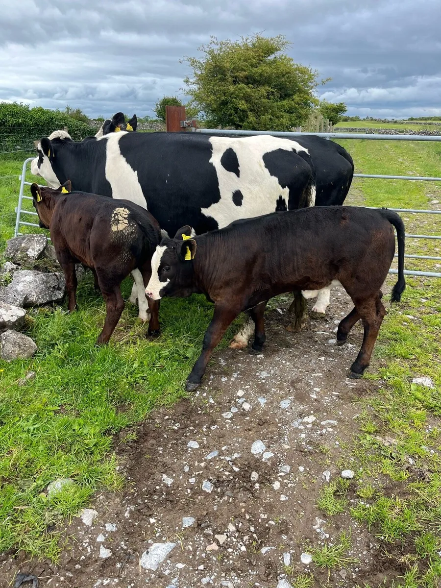 2 suckler cows + 2 calf’s - Image 2