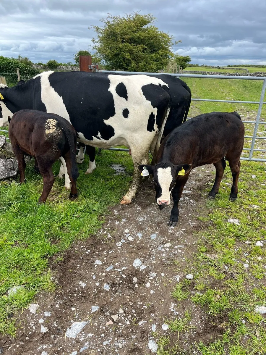 2 suckler cows + 2 calf’s - Image 3