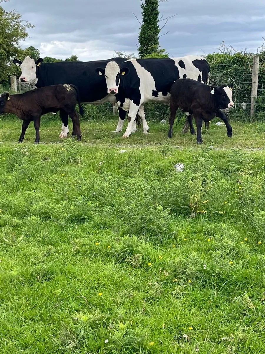2 suckler cows + 2 calf’s - Image 4