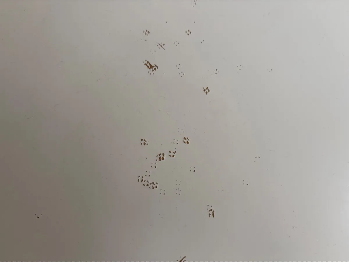 Ikea Micke Desk - Image 2
