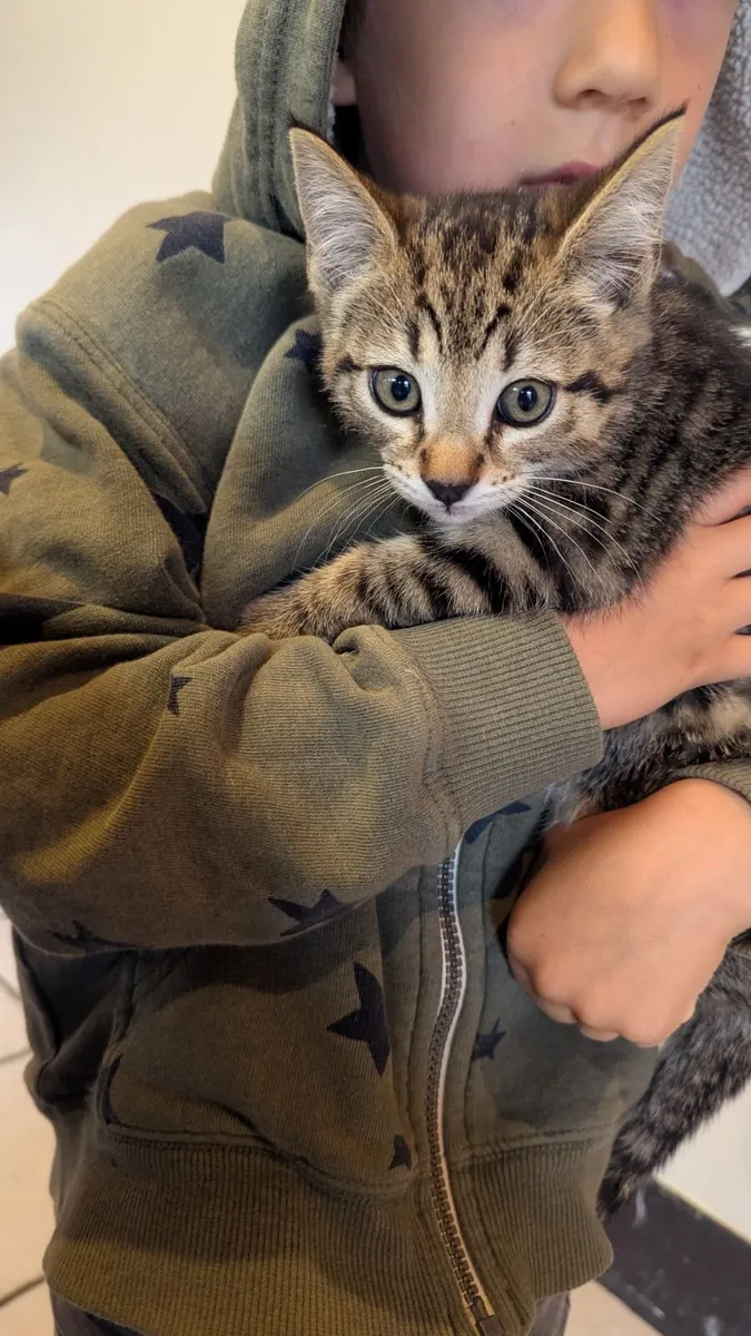 1 Kitten and 1 Cat - Image 1