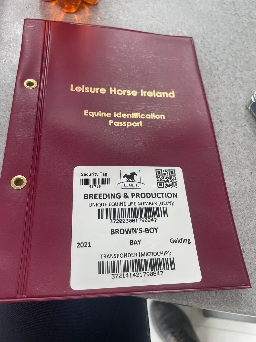 Horse - Image 2