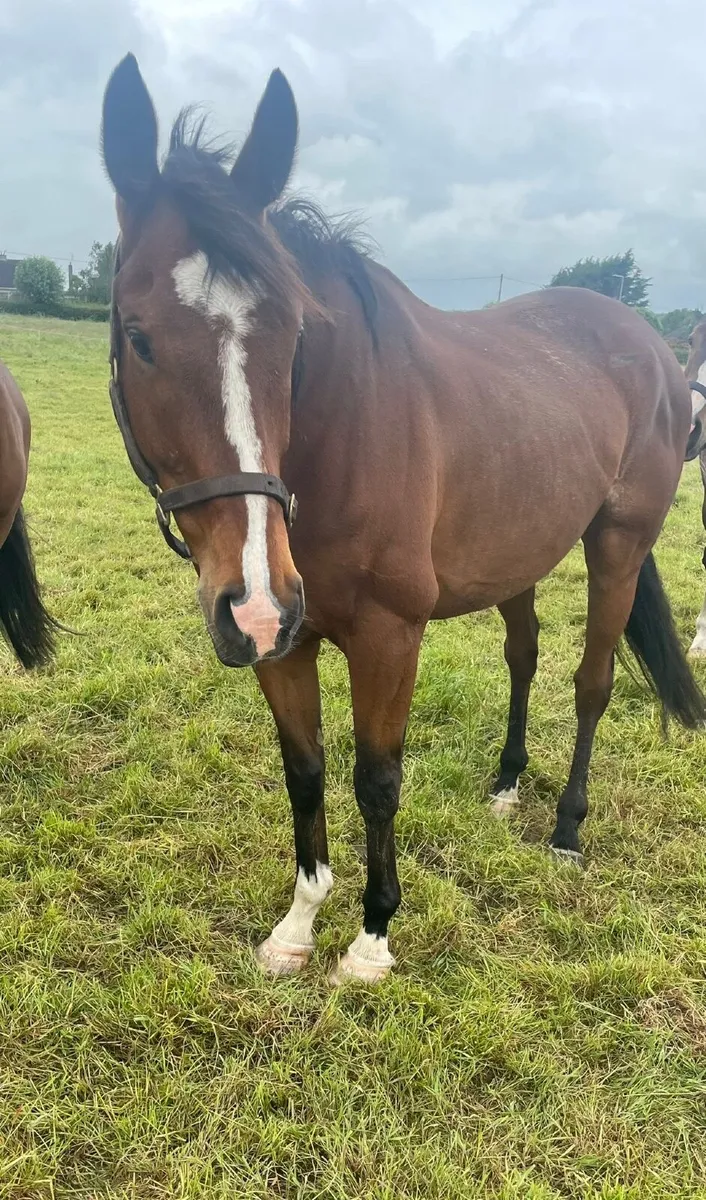 Horse - Image 1