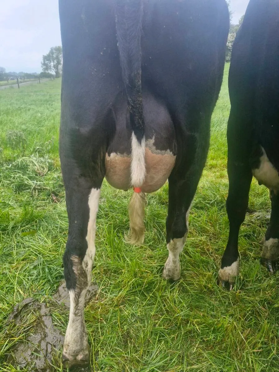 4 calved dairy heifers for sale - Image 4