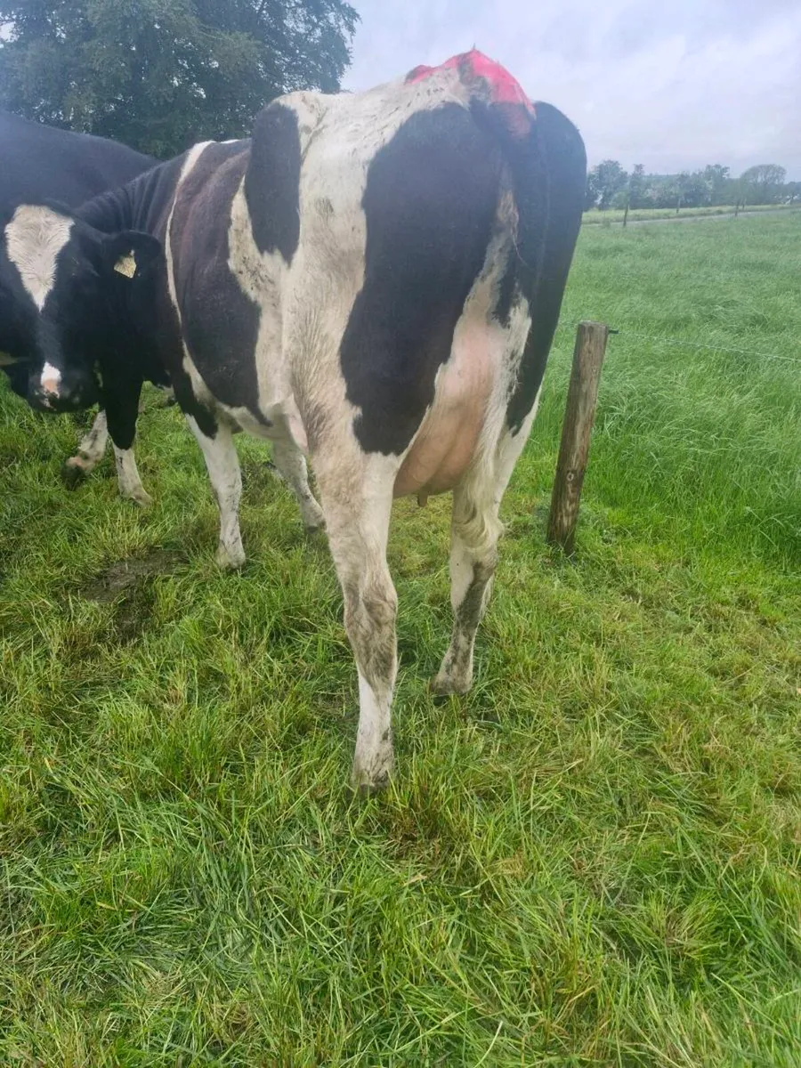 4 calved dairy heifers for sale - Image 1