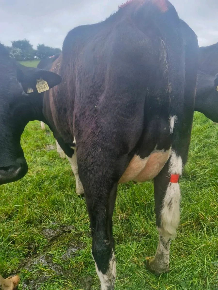 4 calved dairy heifers for sale - Image 2