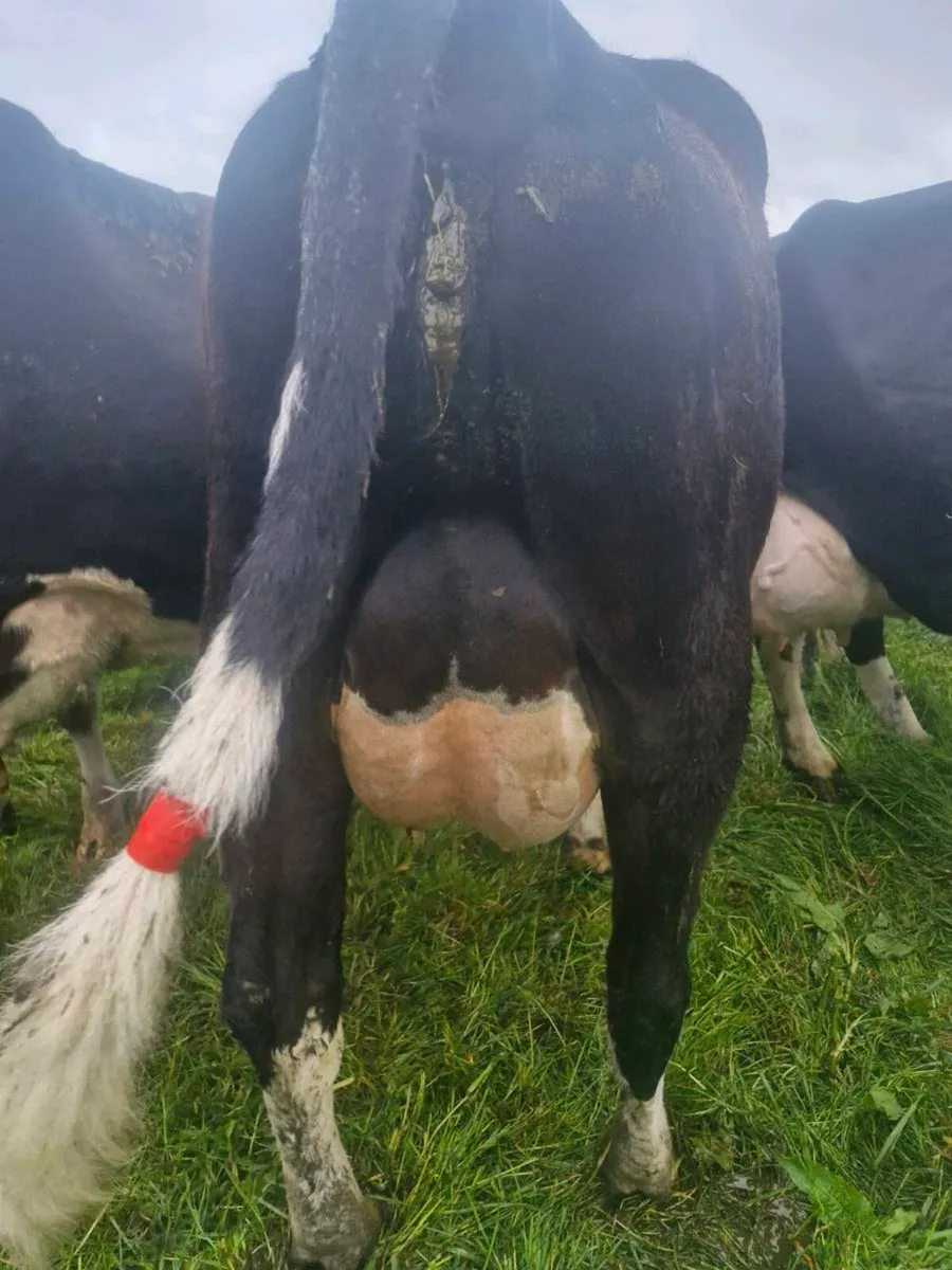 4 calved dairy heifers for sale - Image 3
